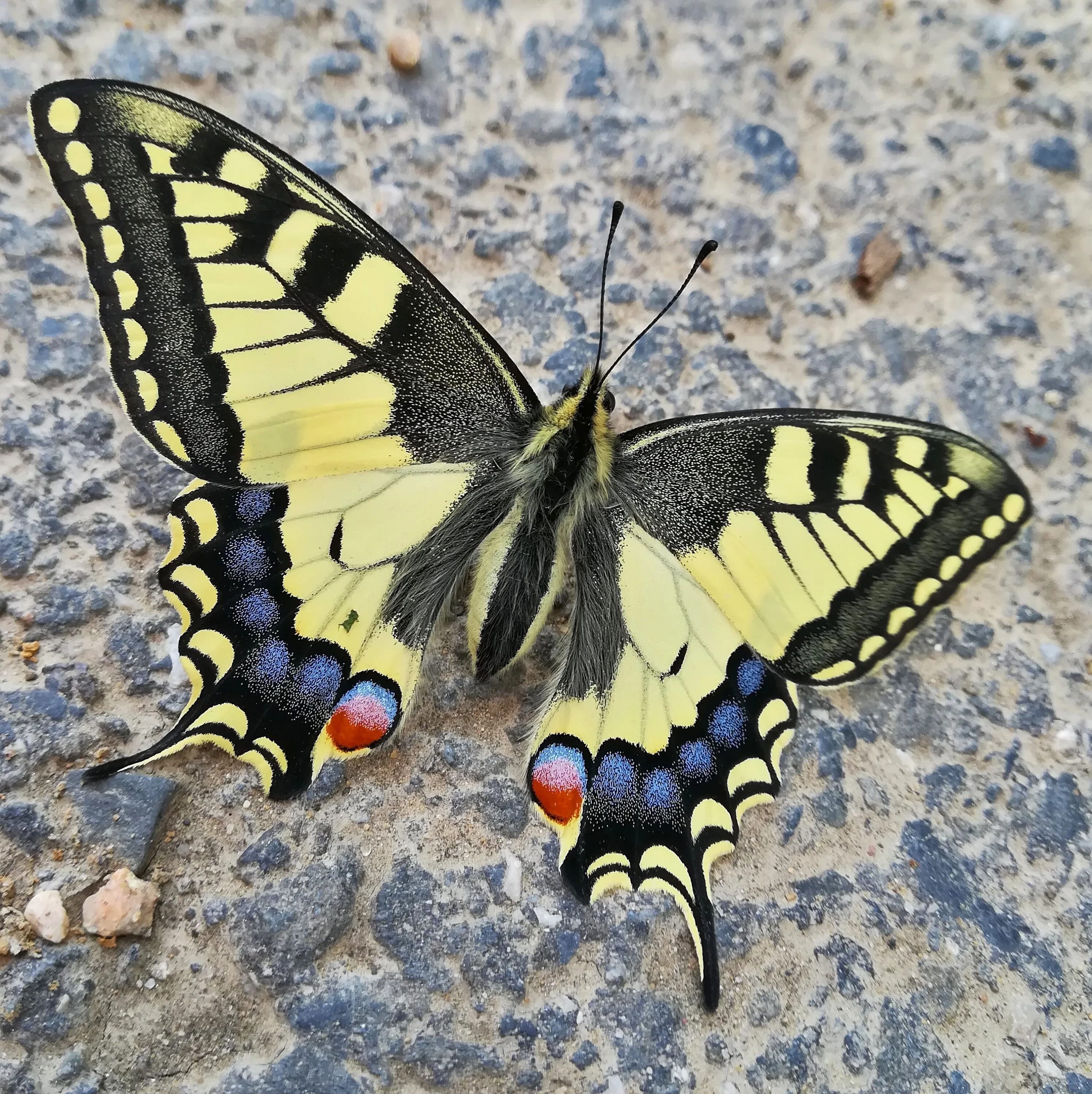 Махаон дальневосточный бабочка фото Swallowtail In Town Butterfly free image download