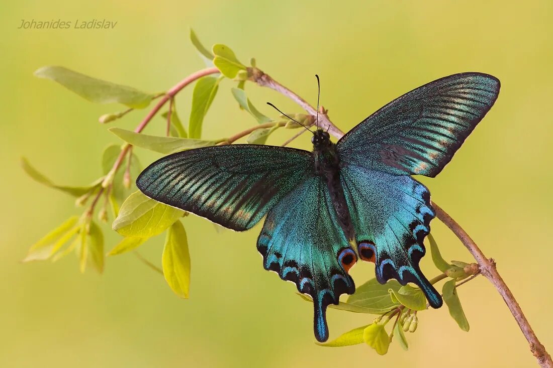 Махаон дальневосточный бабочка фото Papilio maackii JuzaPhoto