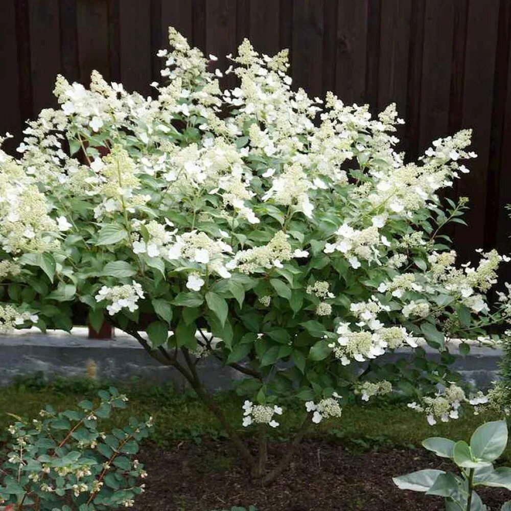 Махито гортензия купить фото и описание Гортензия метельчатая Киушу Hidrangea paniculata "Kyushu" купить в Москве саженц