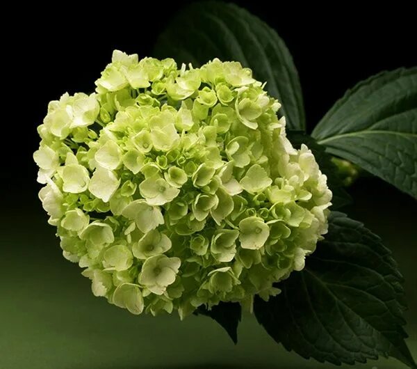 Махито гортензия купить фото и описание Related image