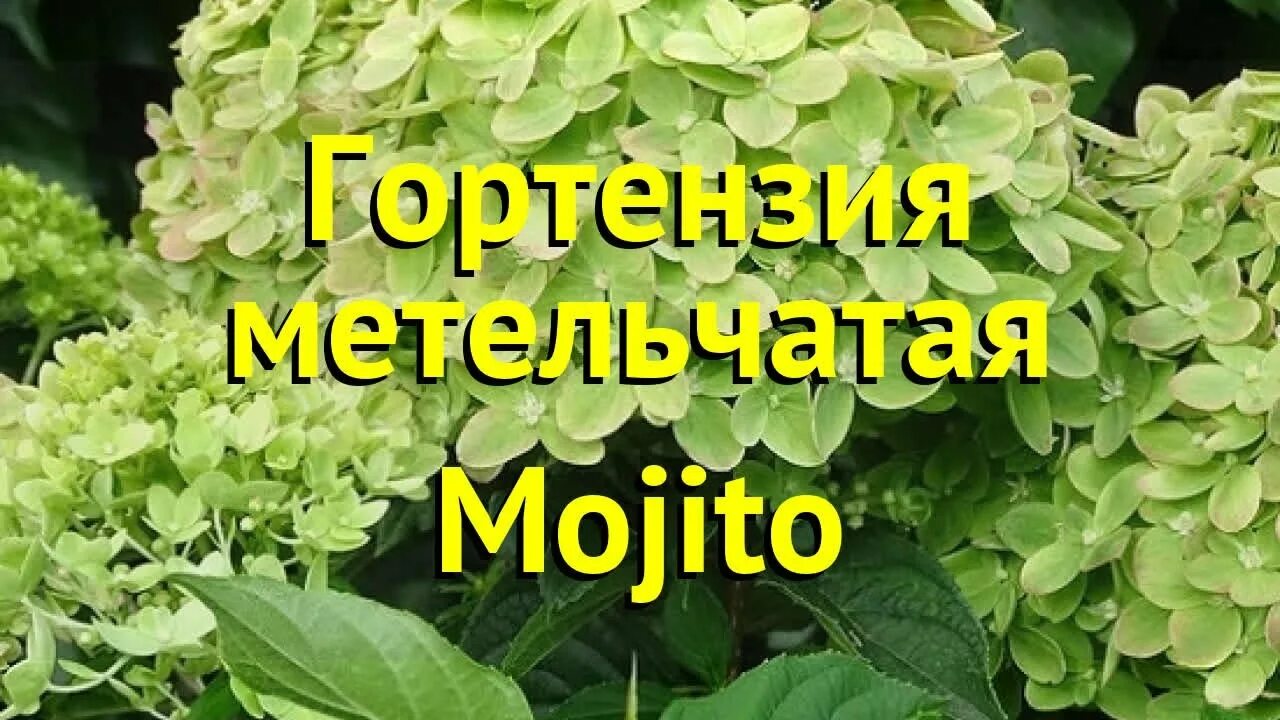 Махито гортензия купить фото и описание Гортензия метельчатая Мохито. Краткий обзор, описание характеристик hydrangea pa