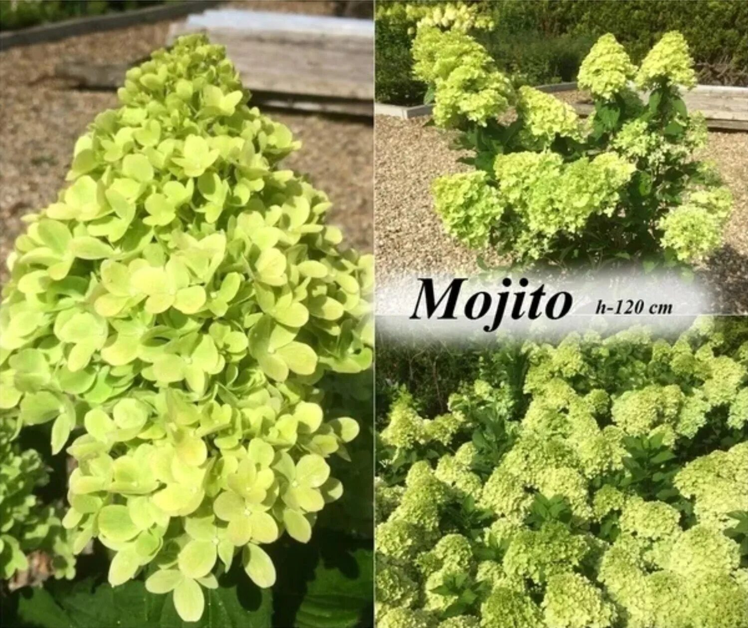 Махито гортензия купить фото и описание Hydrangea paniculata Mojito С3 купить, отзывы, фото, доставка - Совместные покуп