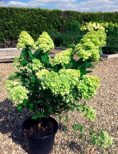 Махито гортензия купить фото и описание Гортензия мохито (Hydrangea Mojito): описание и фото АртФлора Онлайн маркет буке