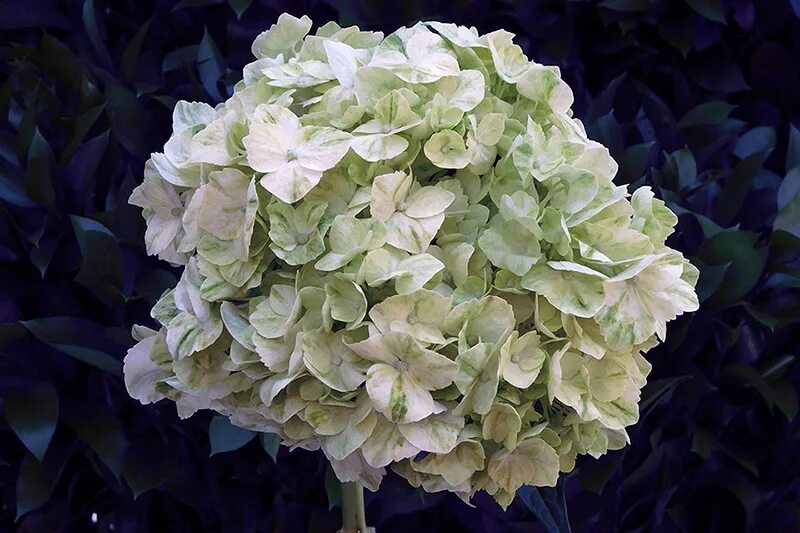 Махито гортензия купить фото и описание Гортензия мохито (Hydrangea Mojito): описание и фото блог интернет - магазина Ар