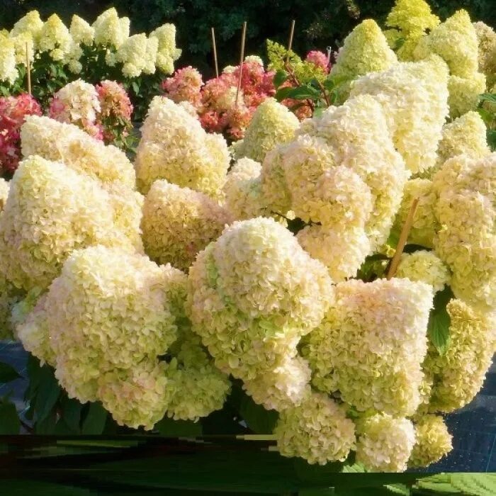 Махито гортензия купить фото и описание Гортензия метельчатая Диамантино (в тубе), саженец 1 шт - купить с доставкой по 