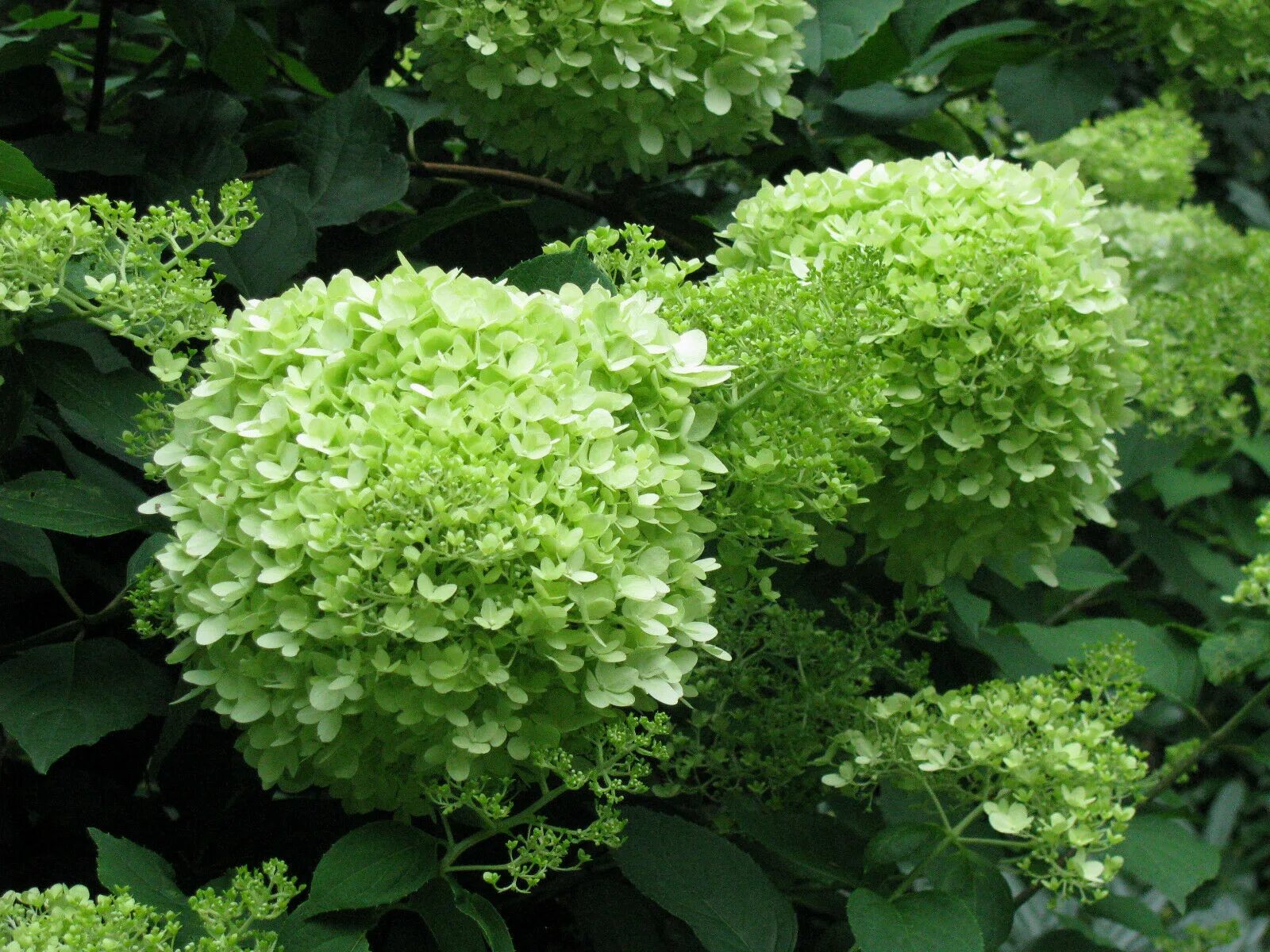 Махито гортензия купить фото и описание Гортензия метельчатая Hydrangea paniculata Limelight (72 фото) - фото - картинки