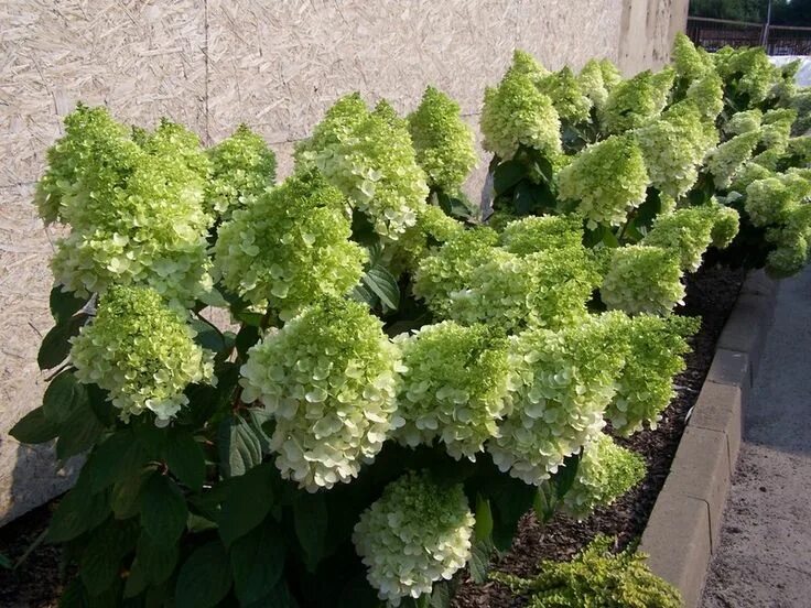 Махито гортензия купить фото и описание Hortensja bukietowa Magical Moonlight ® Hydrangea paniculata, Hydrangea, Types o