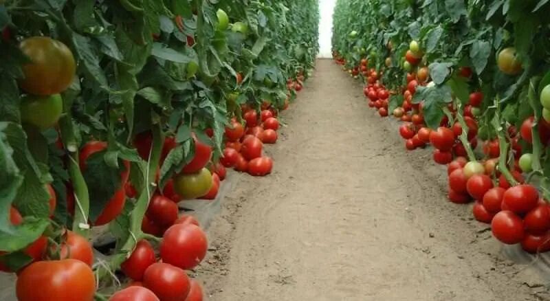 Махитос томат описание фото Помидор махитос фото - DelaDom.ru