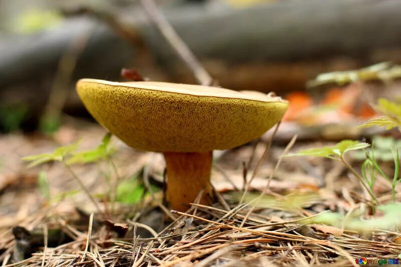Маховик гриб фото Xerocomus mushroom free image - № 44862