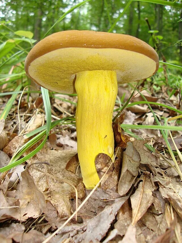 Маховик гриб фото File:Boletus auripes 143801.jpg - Wikipedia