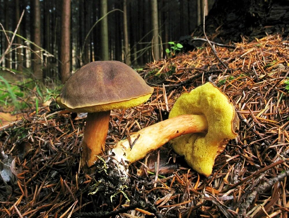 Маховик гриб фото Моховик коричневый (Boletus ferrugineus)