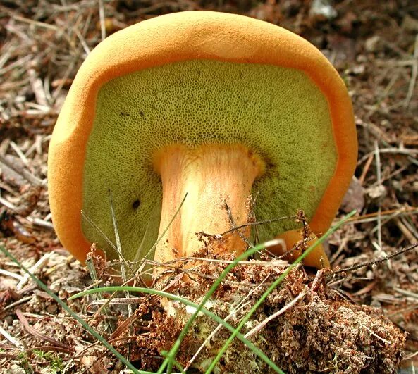 Маховик гриб фото Моховик древесный (Buchwaldoboletus lignicola) фото и описание