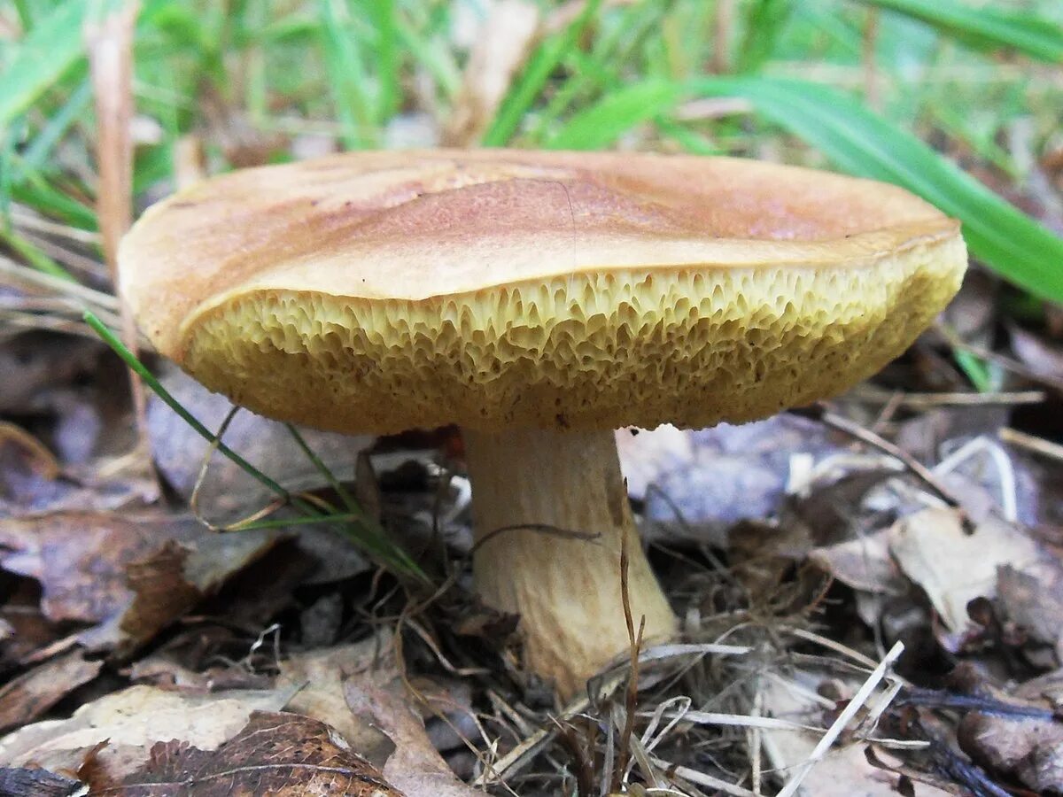 Маховик гриб фото Aureoboletus moravicus - Wikipedia