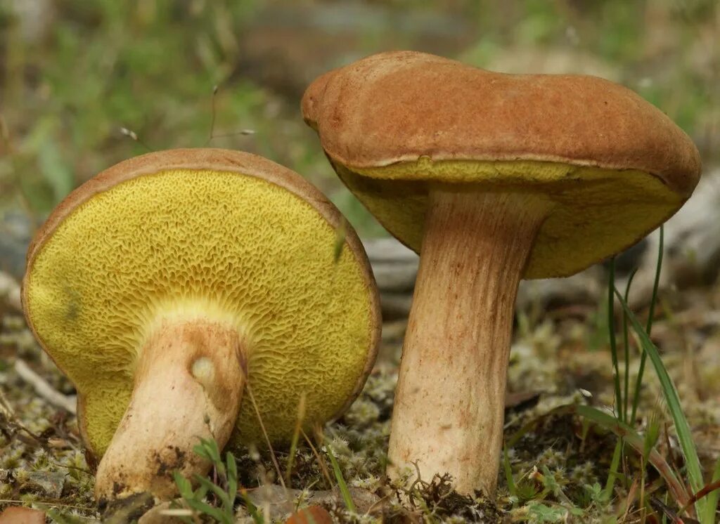 Маховик гриб фото Xerocomus subtomentosus Miguel Angel Higelmo Flickr