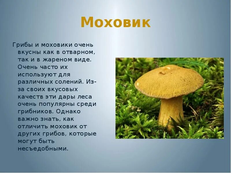 Маховик гриб фото и описание Государственное профессиональн ое образовательное учреждение " Киселевский