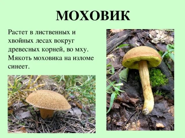 Маховик гриб фото и описание Презентация для начальных классов "Съедобные грибы"