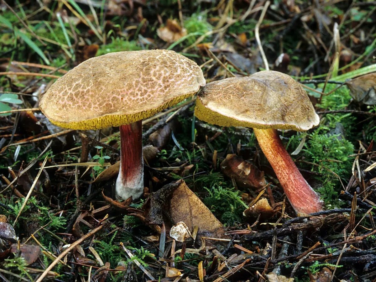 Маховик гриб фото и описание Моховик пёстрый (Xerocomellus chrysenteron) фото и описание