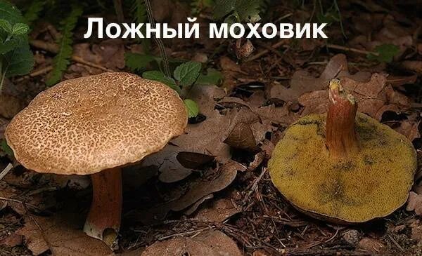 Маховик гриб фото и описание Стартер. Поломки и обсуждение Страница 135 Форум владельцев Renault Megane