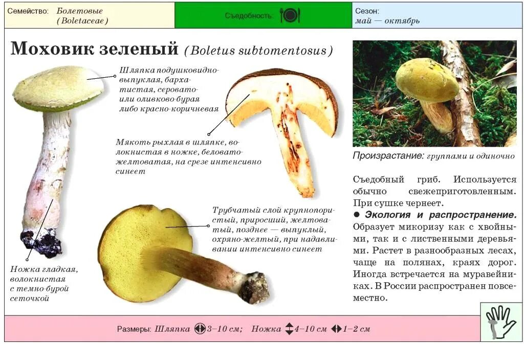 Маховик гриб фото и описание Маховик гриб фото и описание ложный и съедобный Фитостудия-63.ру