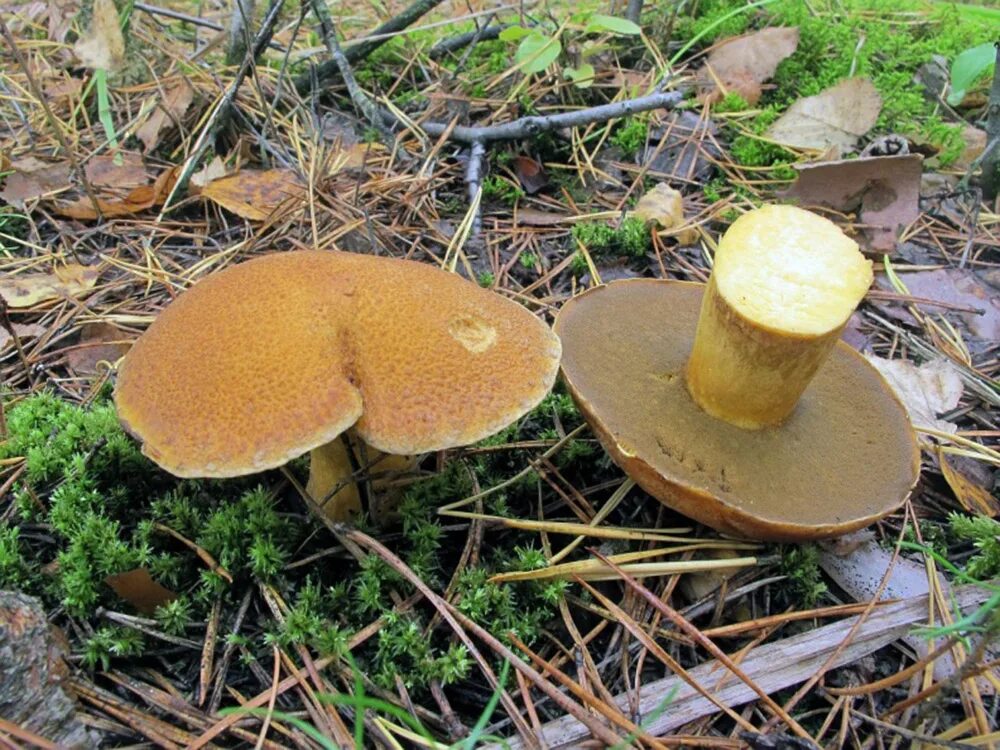 Маховик гриб фото и описание приготовление Моховик, или маслёнок желто-бурый (Suillus variegatus)