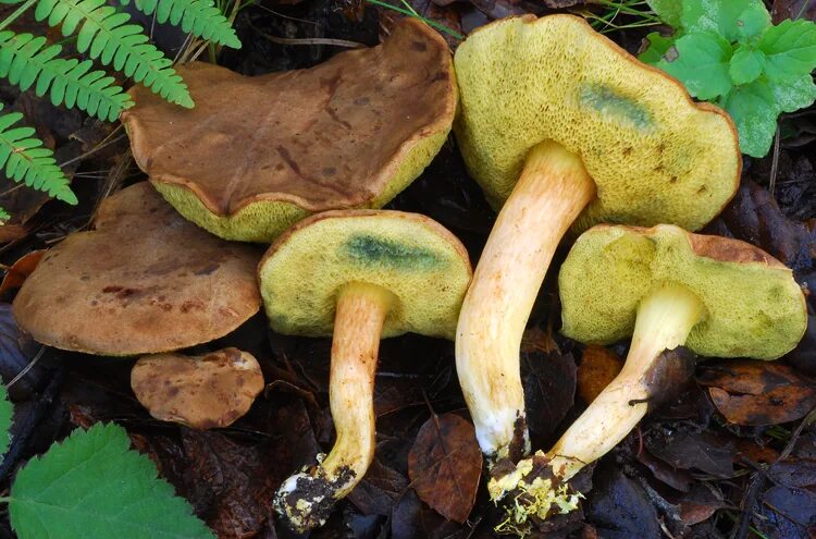 Маховик гриб фото и описание приготовление Моховик зелёный (Boletus subtomentosus) фото и описание