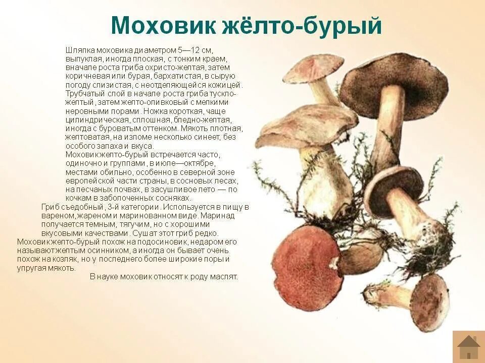 Маховик гриб фото и описание приготовление Как готовить гриб моховик CoffMachines.ru
