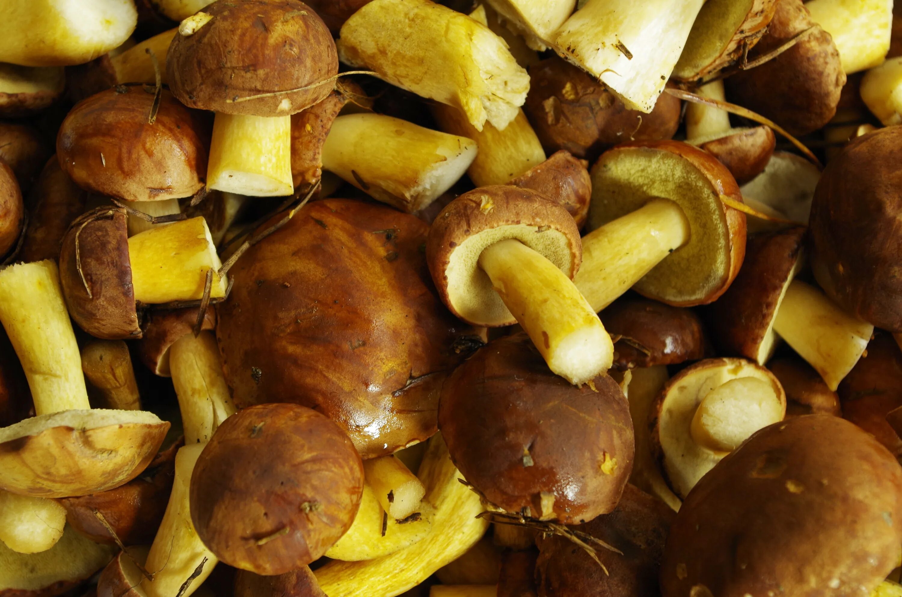Маховик гриб фото и описание приготовление Free Images : forest, dish, food, produce, vegetable, mushrooms, agaricus, the c