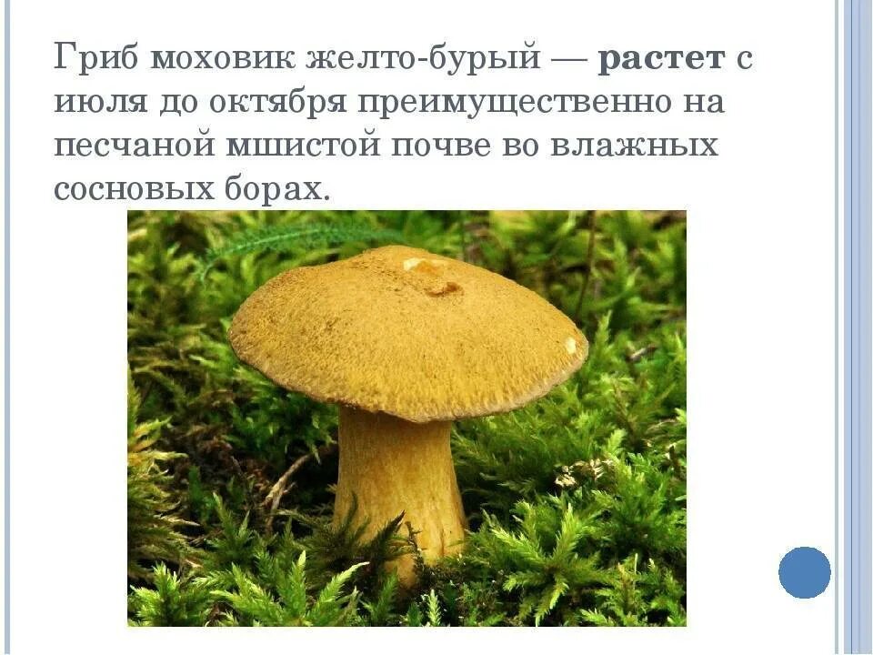 Маховик гриб фото и описание приготовление Моховик зеленый (Xerocomus subtomentosus): фото, описание и рецепты приготовлени