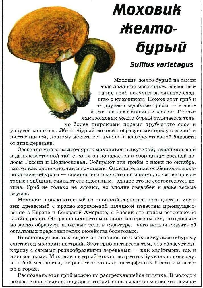 Маховик гриб фото как приготовить Как готовить гриб моховик CoffMachines.ru