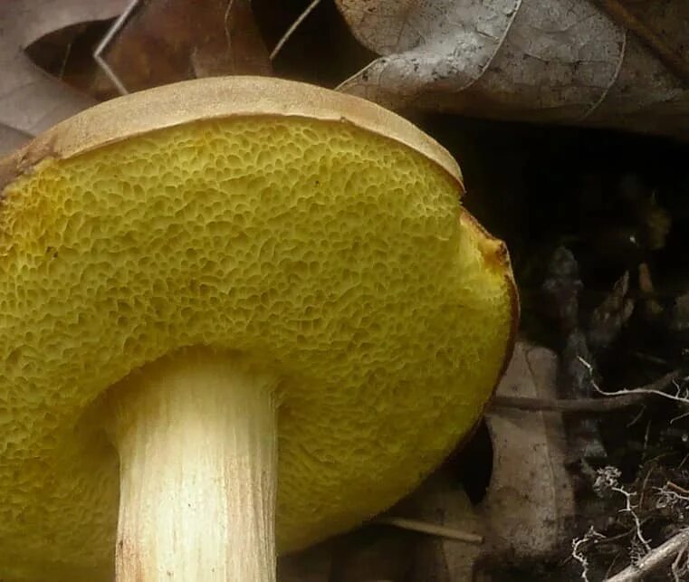 Маховик гриб фото как приготовить Моховик зеленый (Xerocomus subtomentosus): фото, описание и рецепты приготовлени