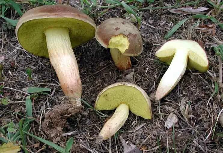 Маховик гриб фото ложный Моховик коричневый (Boletus ferrugineus) фото и описание