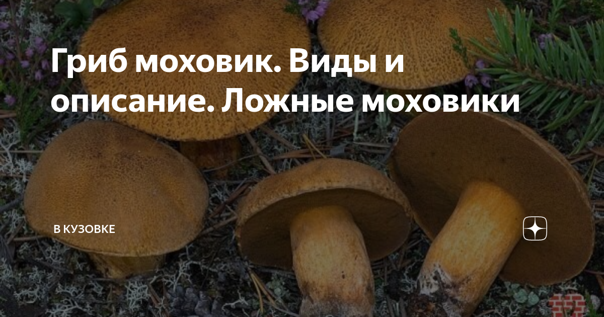 Маховик гриб фото ложный Гриб моховик. Виды и описание. Ложные моховики в КУЗОВКЕ Дзен