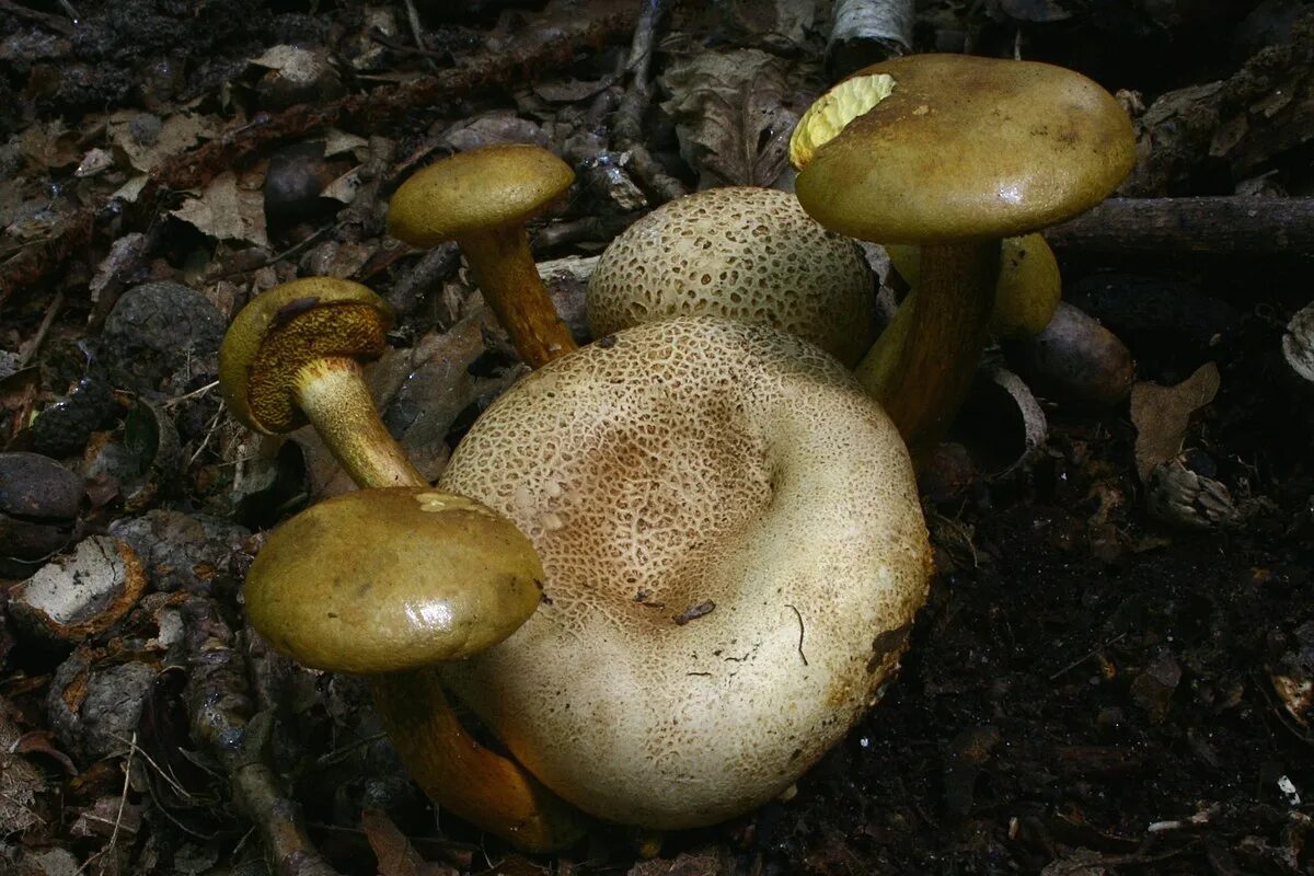 Маховик гриб фото ложный ფაილი:Xerocomus parasiticus 140817w.jpg - ვიკიპედია