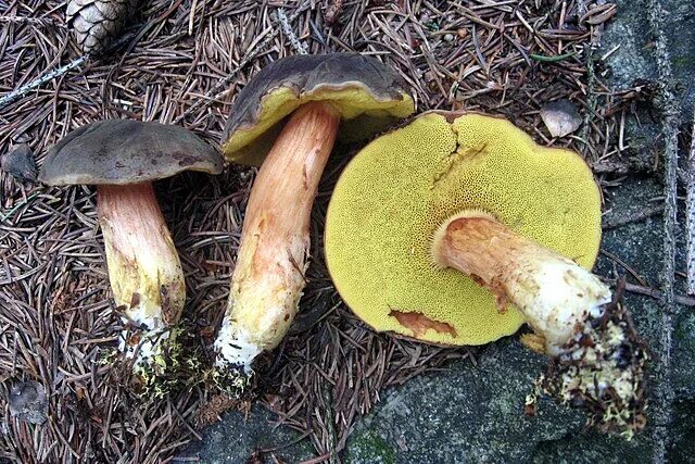 Маховик гриб фото ложный File:Boletus ???.jpg - Wikimedia Commons