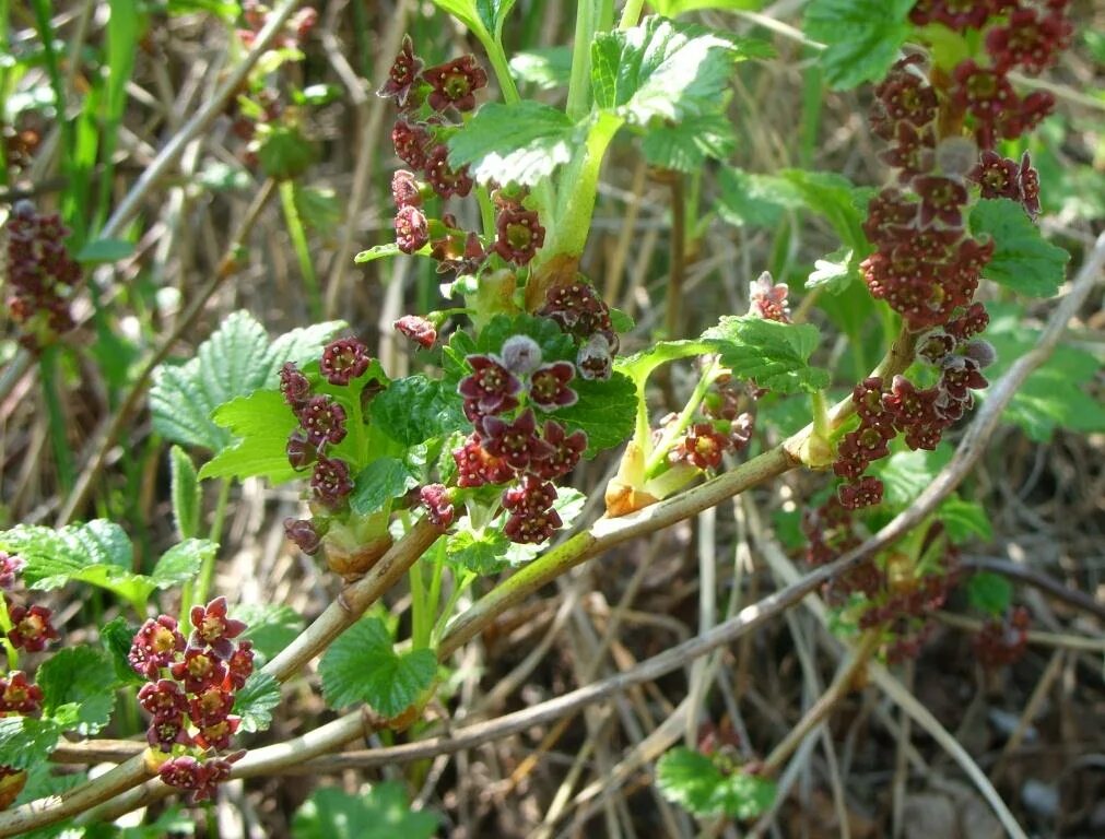 Маховка ягода фото Ribes procumbens - Image of an specimen - Plantarium