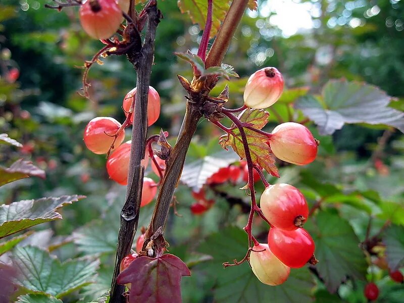 Маховка ягода фото Ribes triste - Image of an specimen - Plantarium