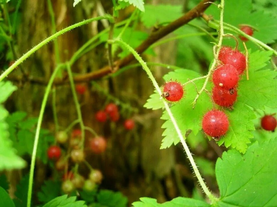 Маховка ягода фото Ribes sachalinense - Image of an specimen - Plantarium