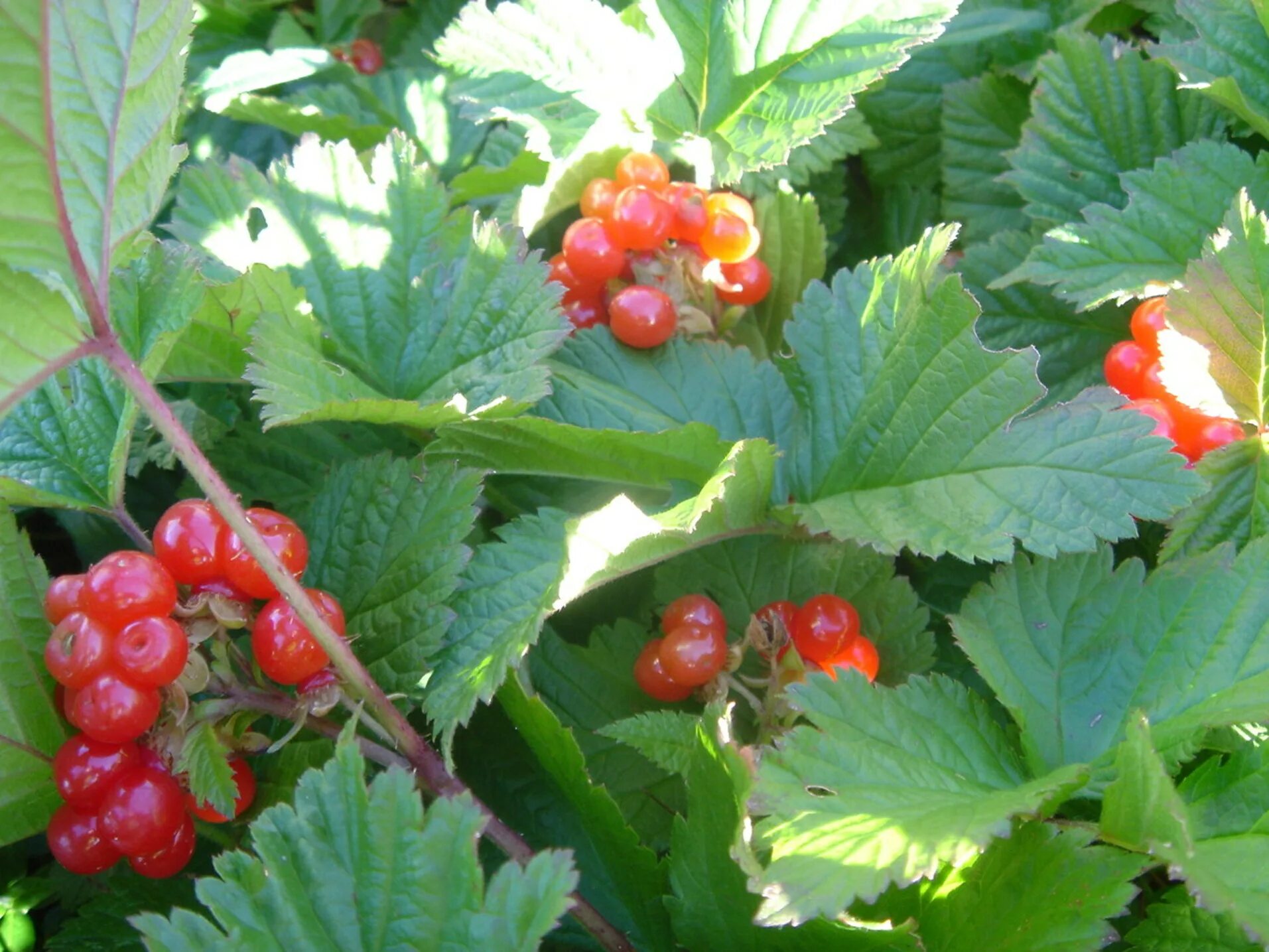 Маховка ягода фото Steinbeere Rubus saxatilis Beschreibung Steckbrief Systematik