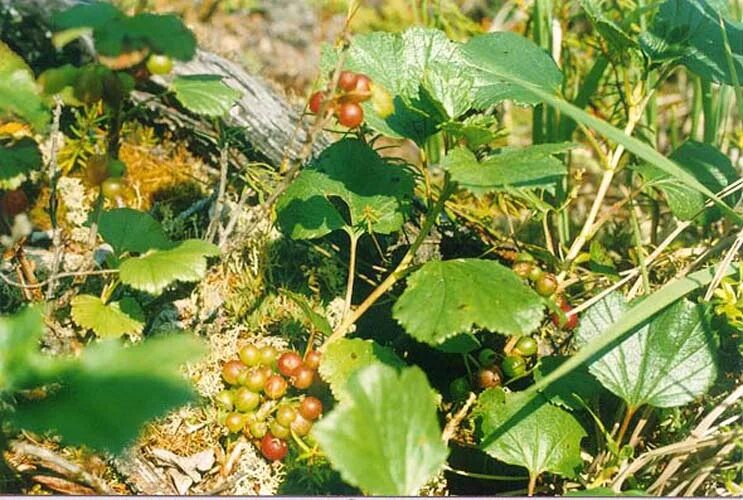 Маховка ягода забайкалье фото Ribes procumbens - Image of an specimen - Plantarium