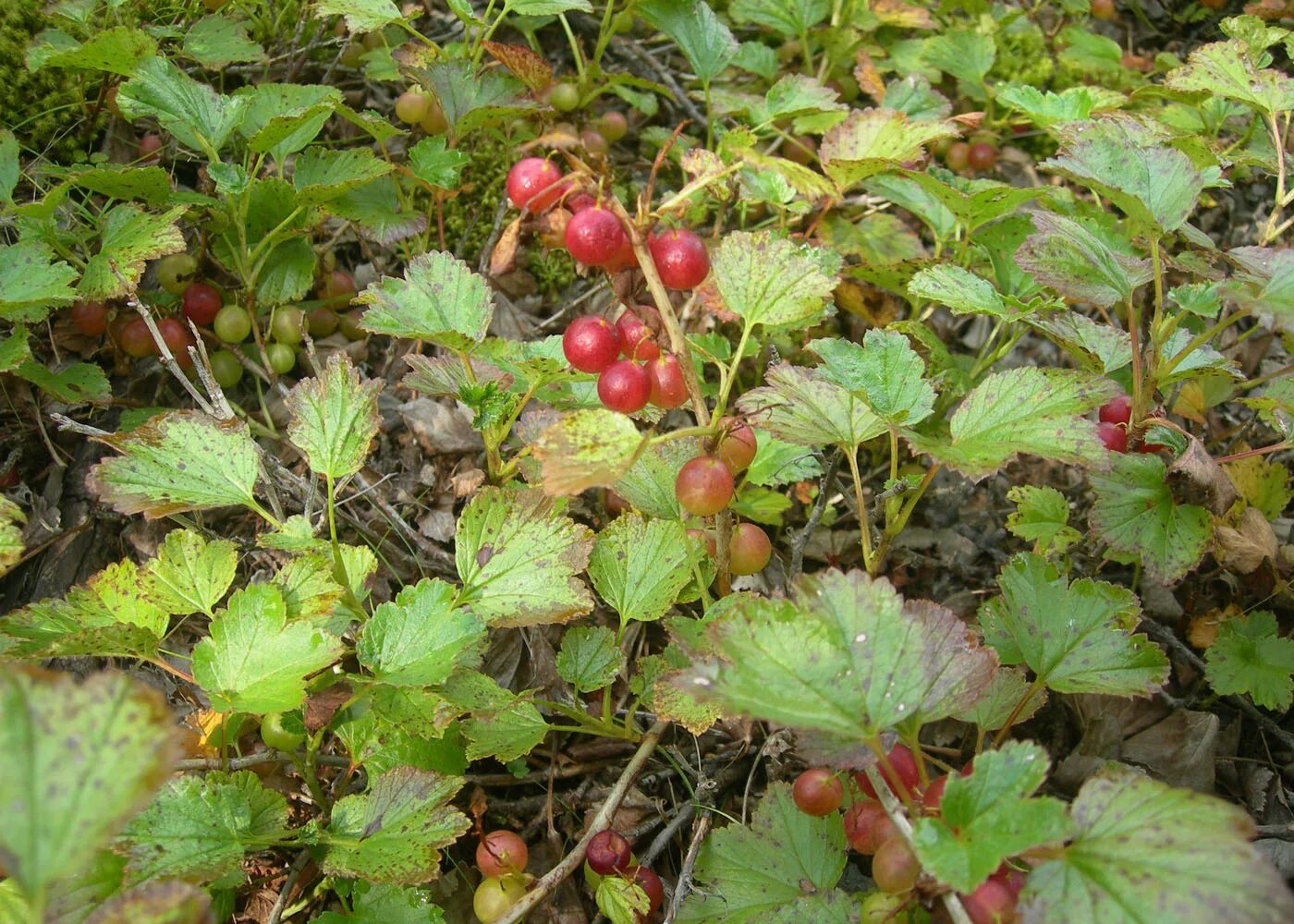 Маховка ягода забайкалье фото Ribes procumbens - Image of an specimen - Plantarium