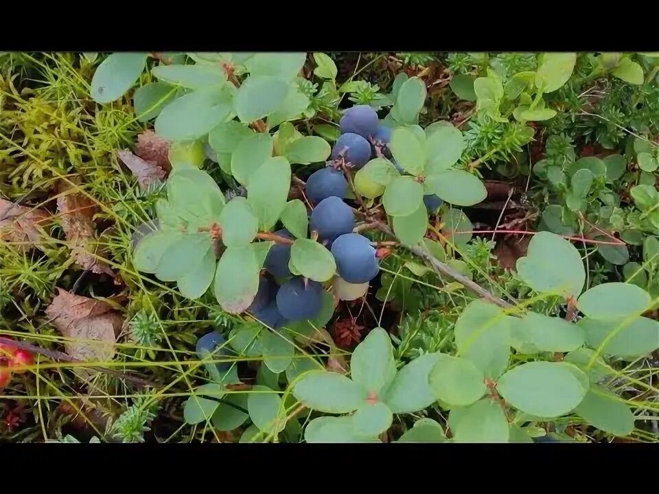 Маховка ягода забайкалье фото где растет голубика? - YouTube