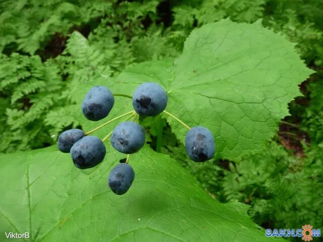 Маховка ягода забайкалье фото и описание ViktorB. :: Пеший выход по горе Большевик за ягодами, грибами и что попадеться! 