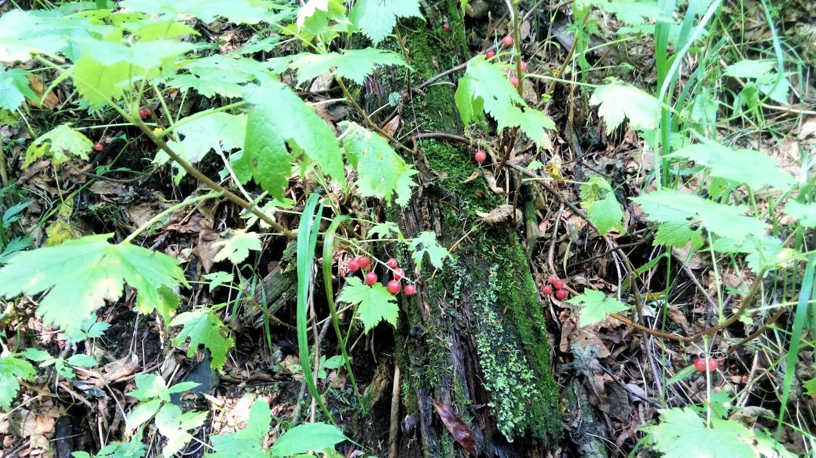 Маховка ягода забайкалье фото и описание Маховка ягода (103 фото)