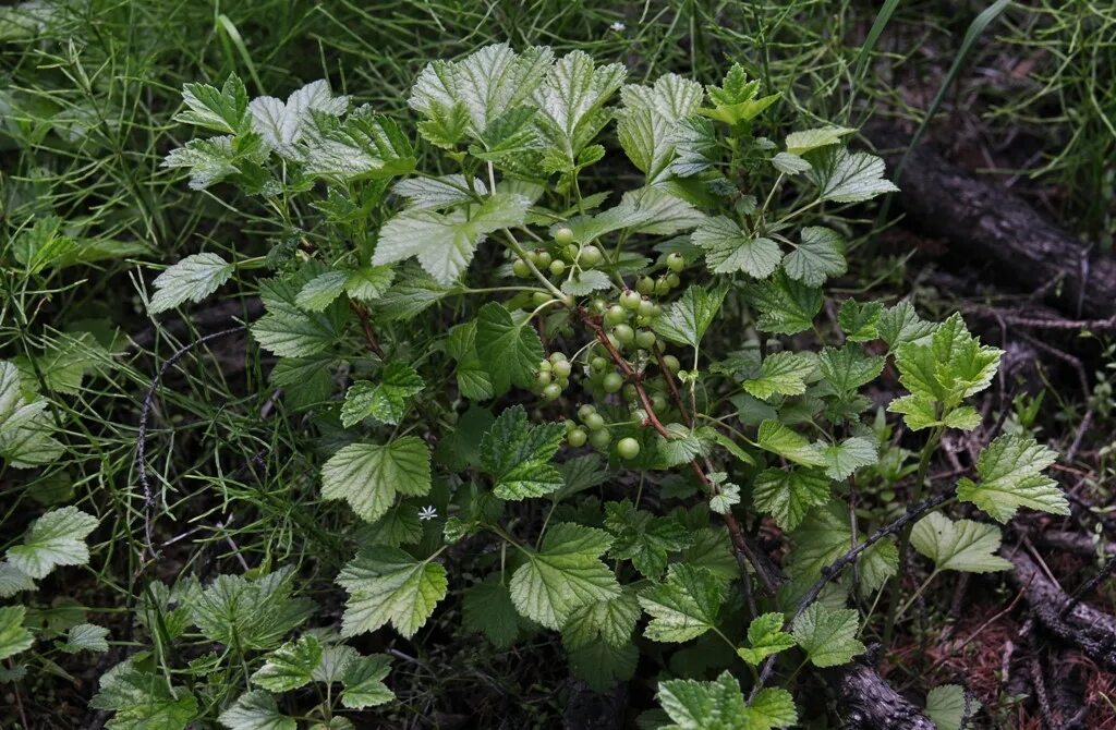 Маховка ягода забайкалье фото и описание Ribes procumbens - Image of an specimen - Plantarium