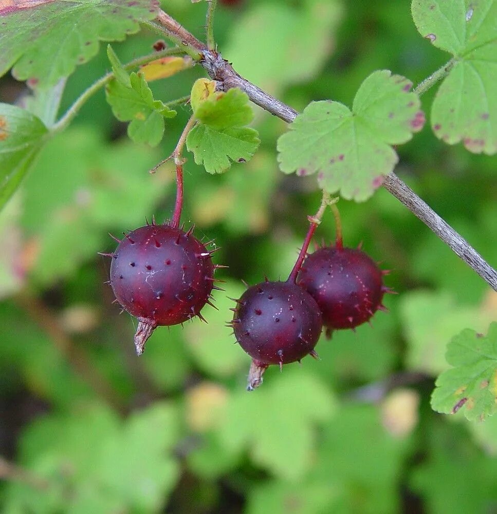 Маховка ягода забайкалье фото и описание Prickly Purple Gooseberry Gooseberry seeds, Seeds, Survival gardening