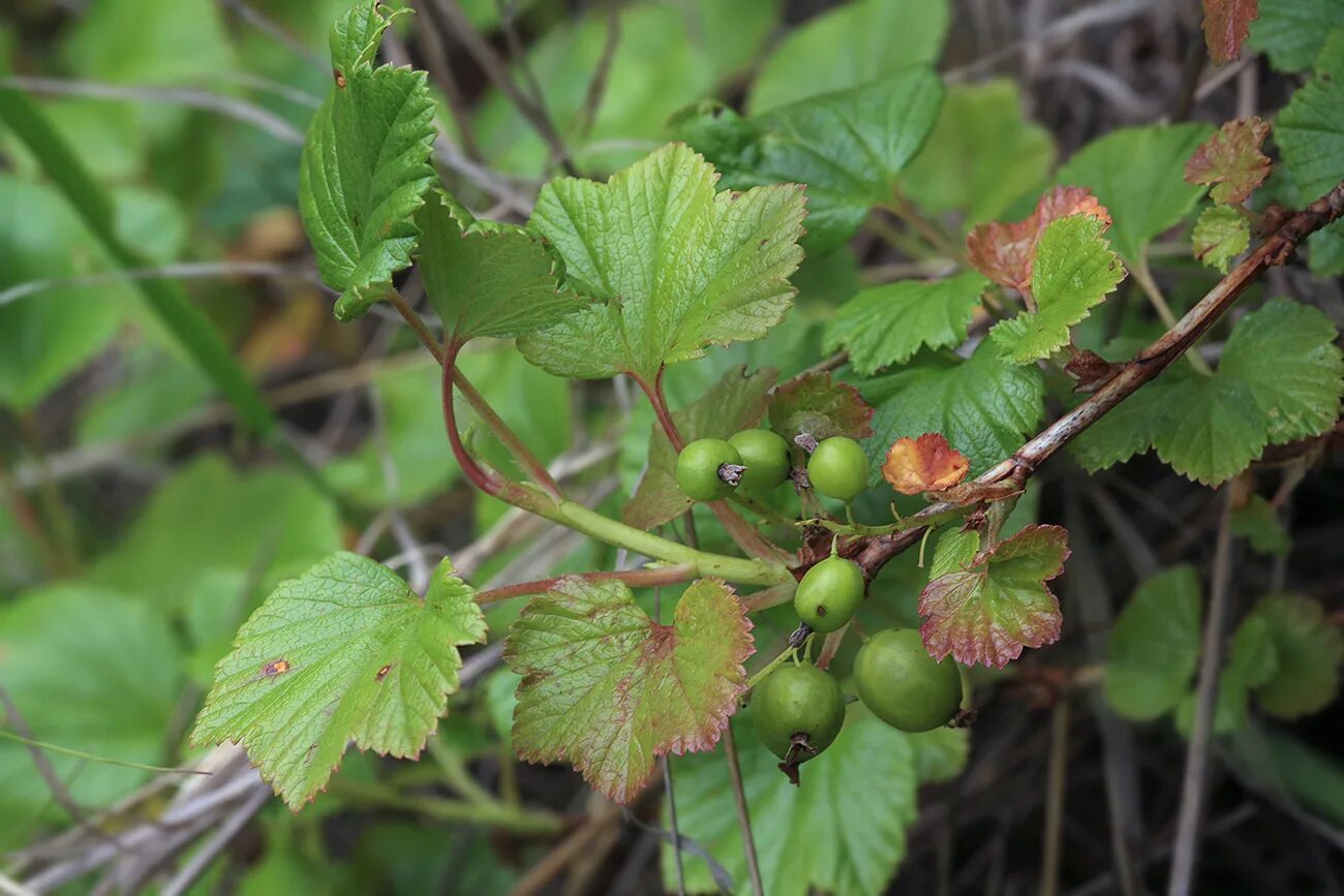 Маховка ягода забайкалье фото и описание Ribes procumbens - Image of an specimen - Plantarium