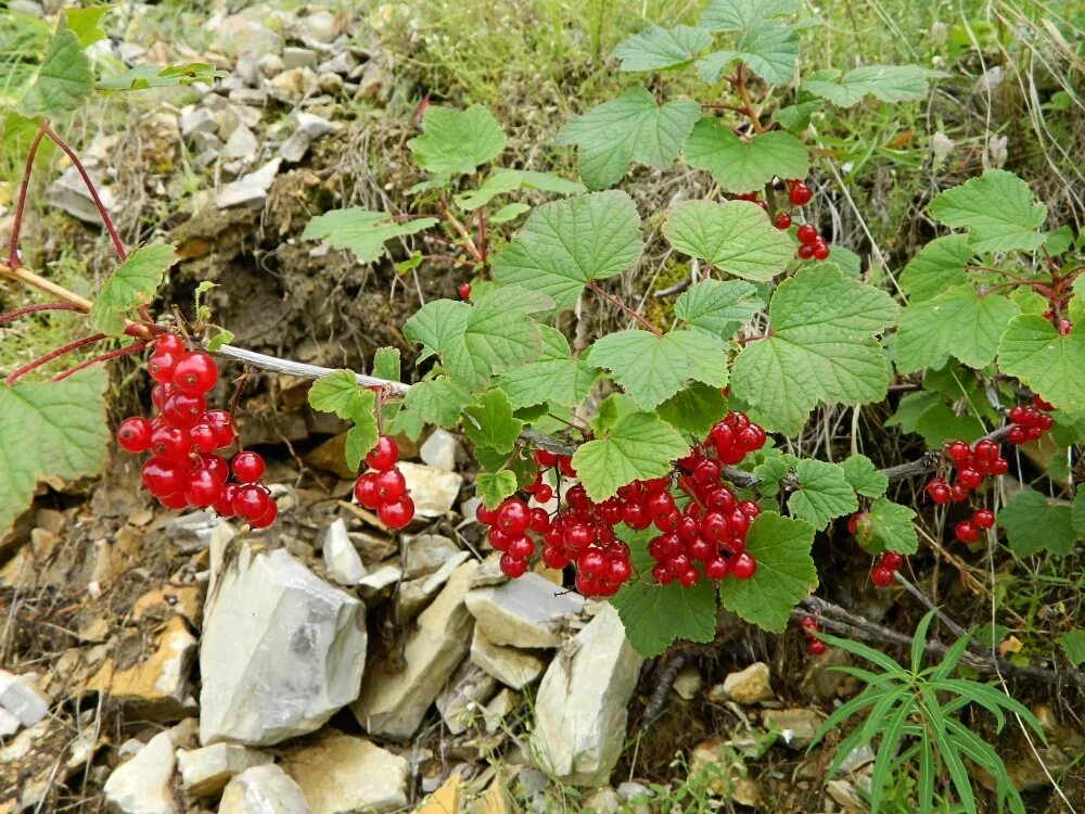 Маховка ягода забайкалье фото и описание Ribes triste - Image of an specimen - Plantarium