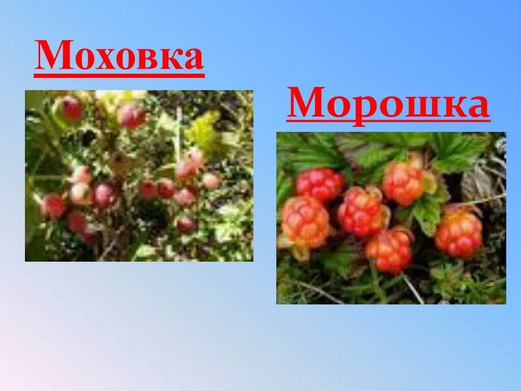 Маховка ягода забайкалье фото и описание PPT - Урок-игра по сказке-были М. Пришвина "Путешествие к Блудову болоту" PowerP