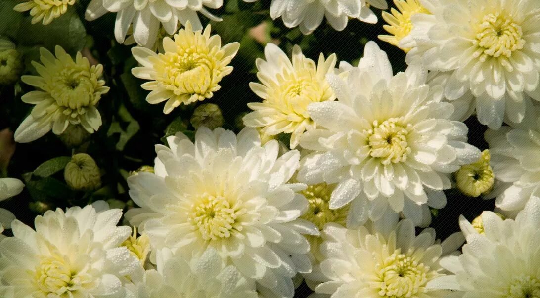 Махровая хризантема фото chrysanthemum flowers