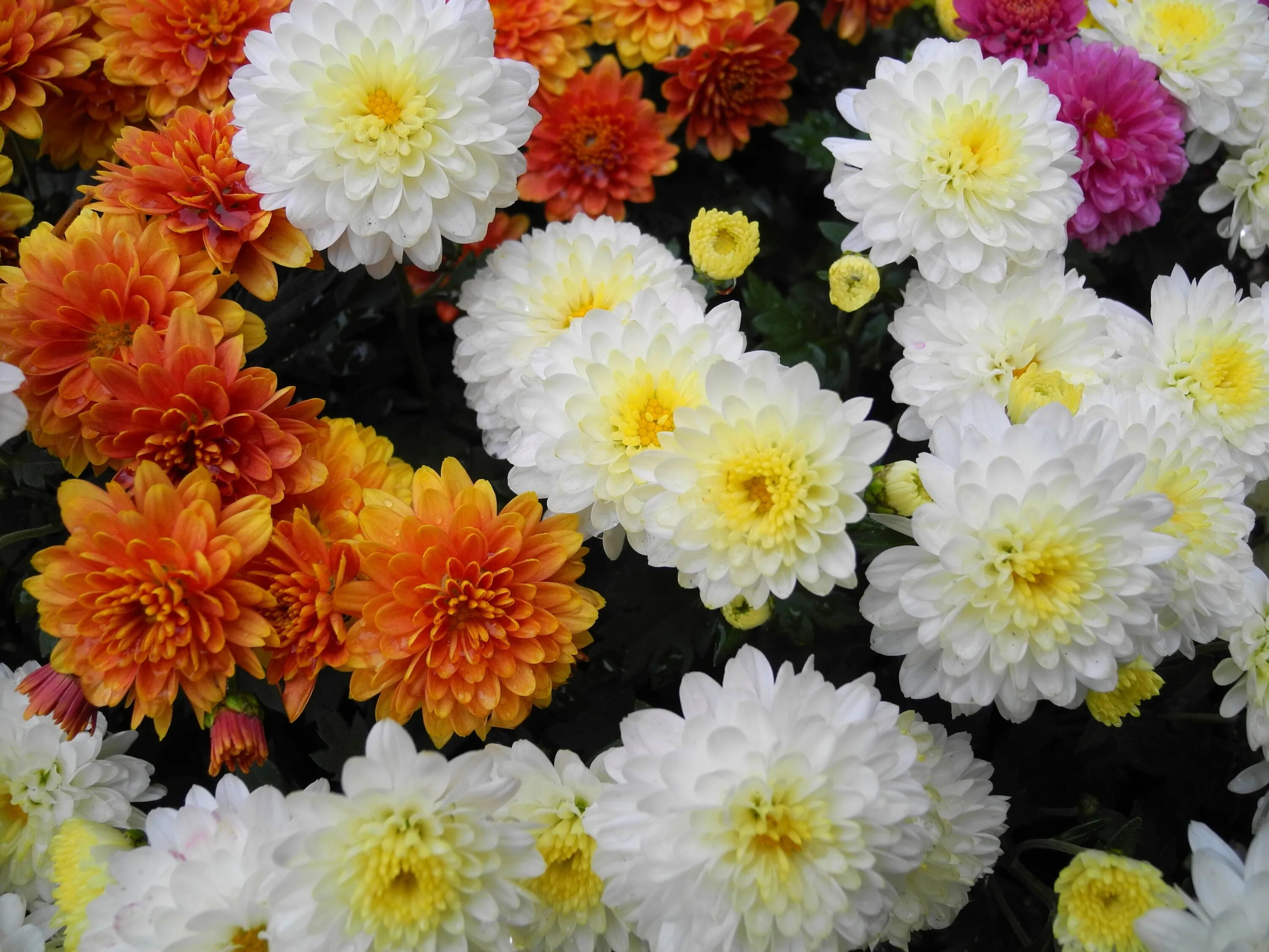 Махровая хризантема фото Colorful chrysanthemums background free image download